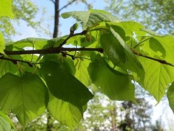 Fotografia da espécie Tilia platyphyllos