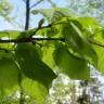 Fotografia 12 da espécie Tilia platyphyllos do Jardim Botânico UTAD