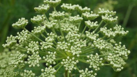 Fotografia da espécie Ligusticum lucidum