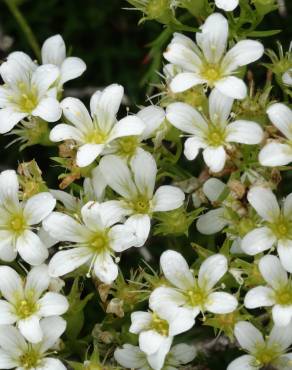 Fotografia 1 da espécie Saxifraga canaliculata no Jardim Botânico UTAD