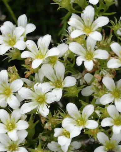 Fotografia de capa Saxifraga canaliculata - do Jardim Botânico