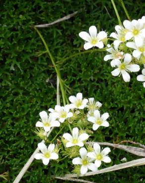 Fotografia 3 da espécie Saxifraga canaliculata no Jardim Botânico UTAD