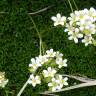 Fotografia 3 da espécie Saxifraga canaliculata do Jardim Botânico UTAD