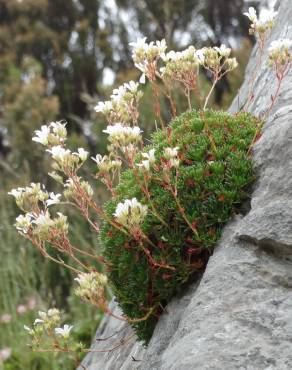 Fotografia 4 da espécie Saxifraga canaliculata no Jardim Botânico UTAD