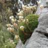 Fotografia 4 da espécie Saxifraga canaliculata do Jardim Botânico UTAD