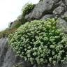 Fotografia 5 da espécie Saxifraga canaliculata do Jardim Botânico UTAD