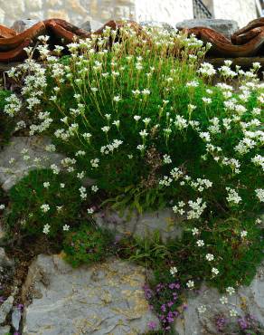 Fotografia 6 da espécie Saxifraga canaliculata no Jardim Botânico UTAD