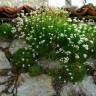 Fotografia 6 da espécie Saxifraga canaliculata do Jardim Botânico UTAD