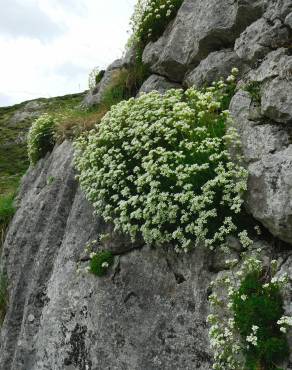 Fotografia 7 da espécie Saxifraga canaliculata no Jardim Botânico UTAD