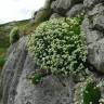 Fotografia 7 da espécie Saxifraga canaliculata do Jardim Botânico UTAD