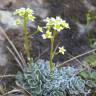 Fotografia 1 da espécie Saxifraga paniculata do Jardim Botânico UTAD