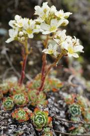 Fotografia da espécie Saxifraga paniculata