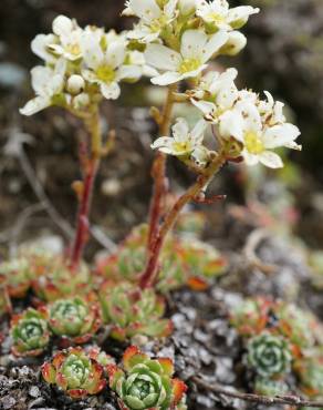 Fotografia 3 da espécie Saxifraga paniculata no Jardim Botânico UTAD