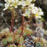 Fotografia 3 da espécie Saxifraga paniculata do Jardim Botânico UTAD