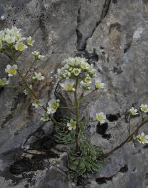 Fotografia 4 da espécie Saxifraga paniculata no Jardim Botânico UTAD