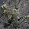 Fotografia 4 da espécie Saxifraga paniculata do Jardim Botânico UTAD