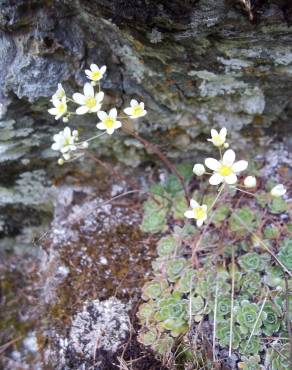 Fotografia 5 da espécie Saxifraga paniculata no Jardim Botânico UTAD