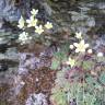 Fotografia 5 da espécie Saxifraga paniculata do Jardim Botânico UTAD