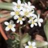 Fotografia 9 da espécie Saxifraga paniculata do Jardim Botânico UTAD