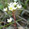 Fotografia 11 da espécie Saxifraga paniculata do Jardim Botânico UTAD