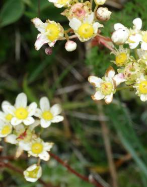 Fotografia 14 da espécie Saxifraga paniculata no Jardim Botânico UTAD