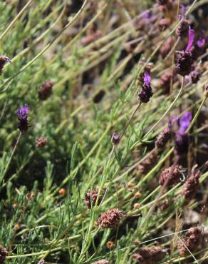 Fotografia 13 da espécie Lavandula pedunculata no Jardim Botânico UTAD