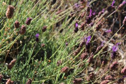 Fotografia da espécie Lavandula pedunculata