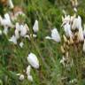 Fotografia 14 da espécie Linum suffruticosum do Jardim Botânico UTAD