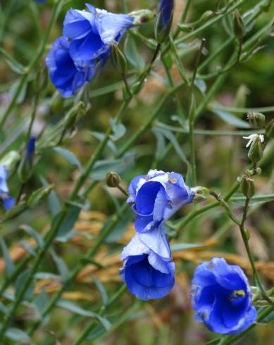 Fotografia de capa Linum narbonense subesp. barrasii - do Jardim Botânico