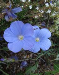 Linum narbonense subesp. narbonense