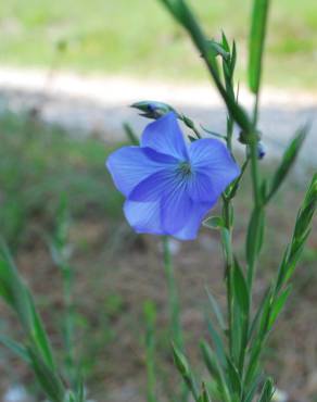 Fotografia 7 da espécie Linum narbonense subesp. narbonense no Jardim Botânico UTAD