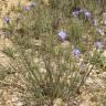 Fotografia 9 da espécie Linum narbonense subesp. narbonense do Jardim Botânico UTAD