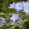 Fotografia 12 da espécie Linum narbonense subesp. narbonense do Jardim Botânico UTAD