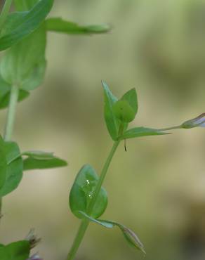 Fotografia 11 da espécie Lindernia dubia no Jardim Botânico UTAD