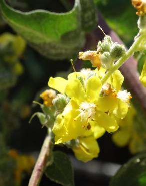 Fotografia 14 da espécie Verbascum pulverulentum no Jardim Botânico UTAD