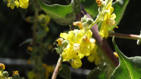 Fotografia da espécie Verbascum pulverulentum