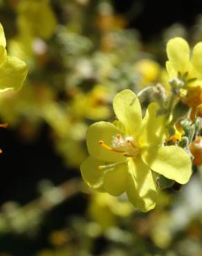 Fotografia 15 da espécie Verbascum pulverulentum no Jardim Botânico UTAD