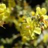 Fotografia 15 da espécie Verbascum pulverulentum do Jardim Botânico UTAD