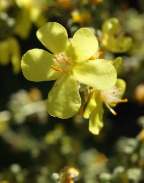 Fotografia 16 da espécie Verbascum pulverulentum no Jardim Botânico UTAD