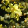 Fotografia 16 da espécie Verbascum pulverulentum do Jardim Botânico UTAD