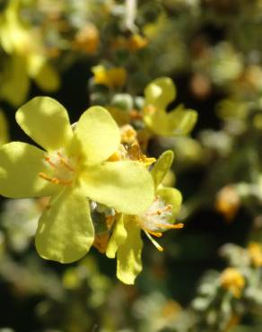 Fotografia 17 da espécie Verbascum pulverulentum no Jardim Botânico UTAD