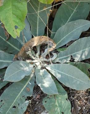 Fotografia 18 da espécie Verbascum pulverulentum no Jardim Botânico UTAD