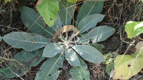 Fotografia da espécie Verbascum pulverulentum