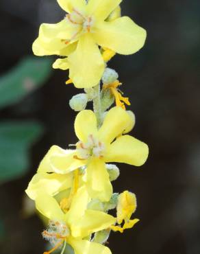 Fotografia 19 da espécie Verbascum pulverulentum no Jardim Botânico UTAD
