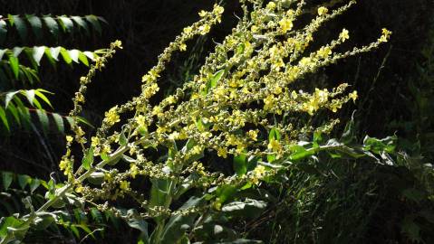 Fotografia da espécie Verbascum pulverulentum