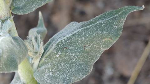 Fotografia da espécie Verbascum pulverulentum