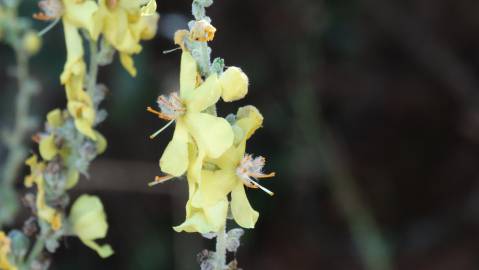 Fotografia da espécie Verbascum pulverulentum