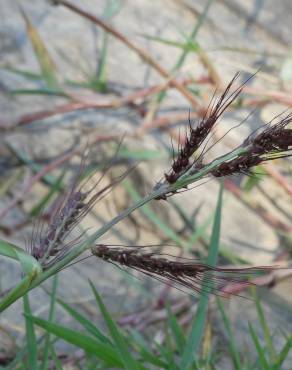 Fotografia 12 da espécie Echinochloa crus-galli no Jardim Botânico UTAD