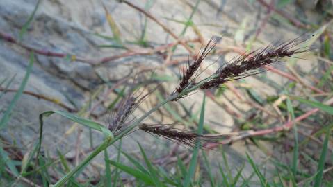 Fotografia da espécie Echinochloa crus-galli