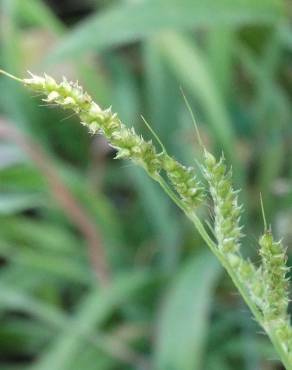 Fotografia 13 da espécie Echinochloa crus-galli no Jardim Botânico UTAD